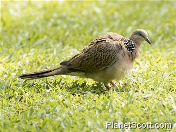 Spotted Dove (Spilopelia chinensis)