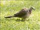 Spotted Dove (Streptopelia chinensis)