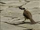 Yellow-vented Bulbul (Pycnonotus goiavier)