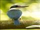 Collared Kingfisher (Todiramphus chloris)