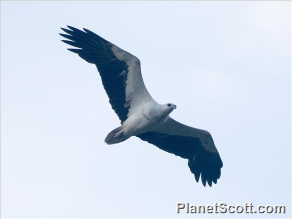 White-bellied Sea-Eagle (Ichthyophaga leucogaster)