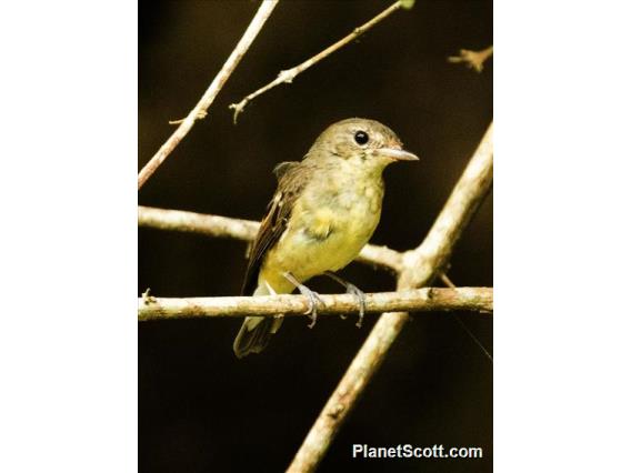 Green-backed Flycatcher (Ficedula elisae)