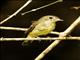 Green-backed Flycatcher (Ficedula elisae)