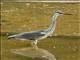 Gray Heron (Ardea cinerea)