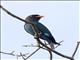 Dollarbird (Eurystomus orientalis)