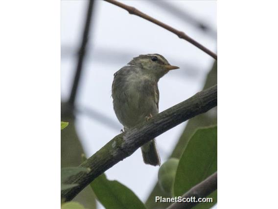 Arctic Warbler (Phylloscopus borealis)