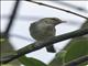 Arctic Warbler (Phylloscopus borealis)