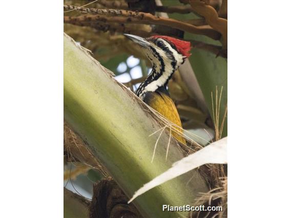 Common Flameback (Dinopium javanense)