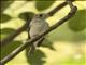 Asian Brown Flycatcher (Muscicapa dauurica)