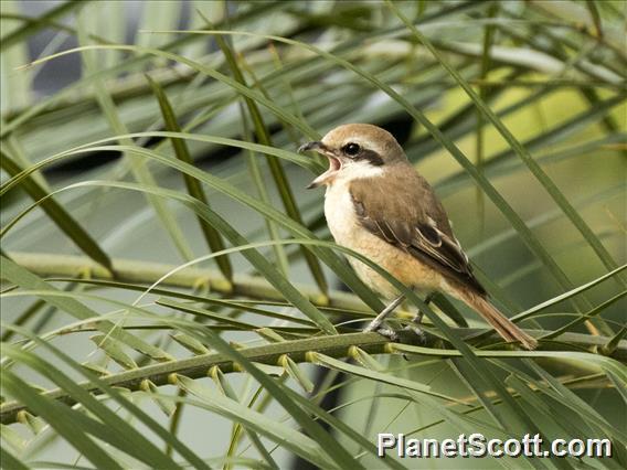 Brown Shrike (Lanius cristatus)