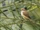 Brown Shrike (Lanius cristatus)