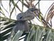 Asian Koel (Eudynamys scolopaceus) - Juvenile