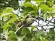 Orange-bellied Flowerpecker (Dicaeum trigonostigma) - Female