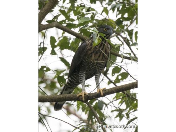 Sulawesi Hawk-Eagle (Nisaetus lanceolatus)