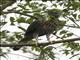 Sulawesi Hawk-Eagle (Nisaetus lanceolatus)