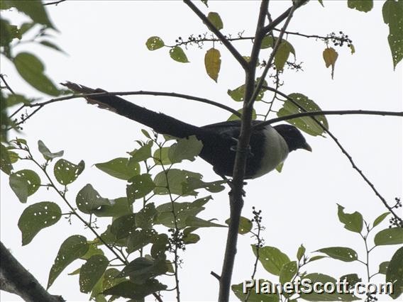 White-necked Myna (Streptocitta albicollis)