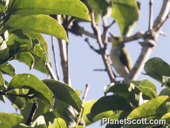 Black-ringed White-eye (Zosterops anomalus)