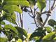 Black-ringed White-eye (Zosterops anomalus)