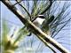 Little Pied Flycatcher (Ficedula westermanni)