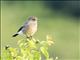 Pied Bushchat (Saxicola caprata) - Female