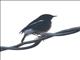 Pied Bushchat (Saxicola caprata) - Male