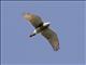 Gray-faced Buzzard (Butastur indicus)