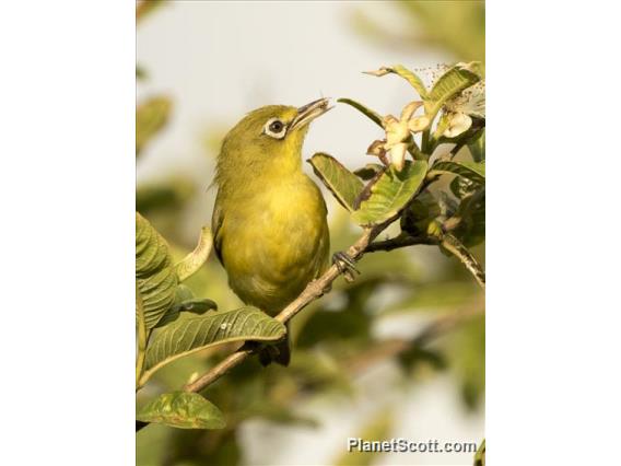 Lemon-bellied White-eye (Zosterops chloris)