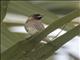 Scaly-breasted Munia (Lonchura punctulata)