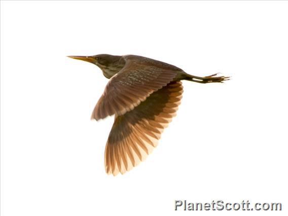 Cinnamon Bittern (Botaurus cinnamomeus)