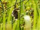 Zitting Cisticola (Cisticola juncidis)