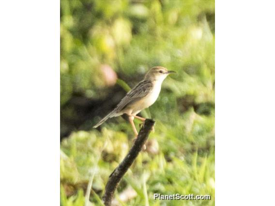 Golden-headed Cisticola (Cisticola exilis)