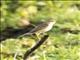 Golden-headed Cisticola (Cisticola exilis)