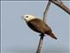 Pale-headed Munia (Lonchura pallida)