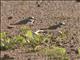 Javan Plover (Charadrius javanicus)