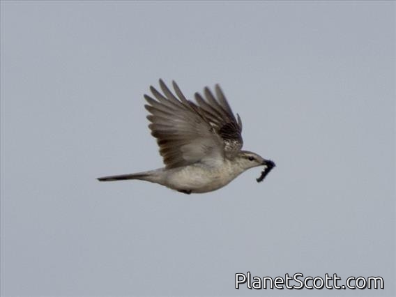 White-shouldered Triller (Lalage sueurii)