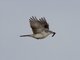 White-shouldered Triller (Lalage sueurii)