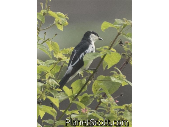 White-shouldered Triller (Lalage sueurii)