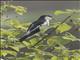 White-rumped Triller (Lalage leucopygialis) - Male