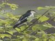 White-shouldered Triller (Lalage sueurii)