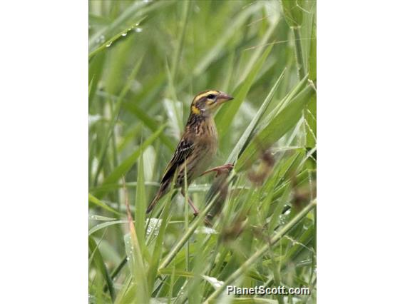 Streaked Weaver (Ploceus manyar)