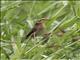 Streaked Weaver (Ploceus manyar)