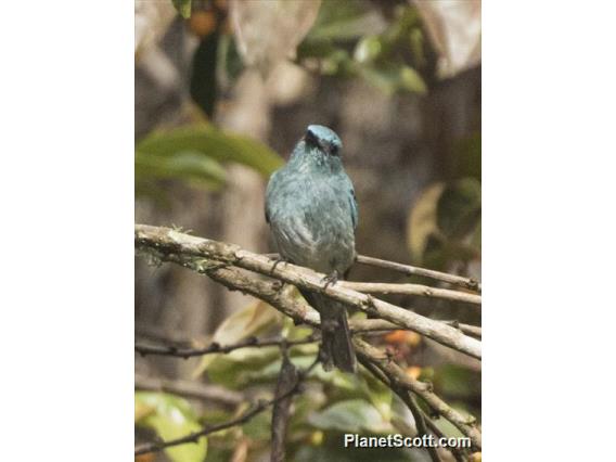 Island Flycatcher (Eumyias panayensis)