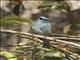 Island Flycatcher (Eumyias panayensis)