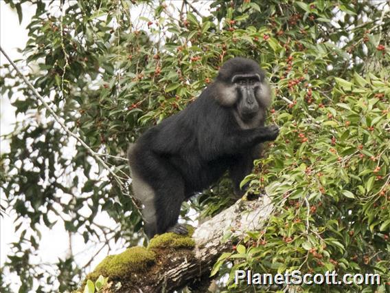 Tonkean macaque (Macaca tonkeana)