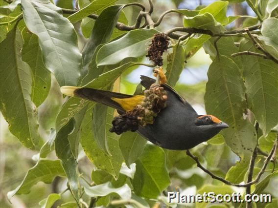 Fiery-browed Myna (Enodes erythrophris)