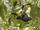 Fiery-browed Myna (Enodes erythrophris)