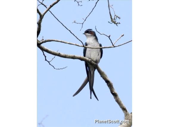 Gray-rumped Treeswift (Hemiprocne longipennis)