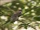 Brush Cuckoo (Cacomantis variolosus)