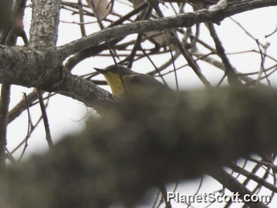 Golden-bellied Gerygone (Gerygone sulphurea)