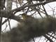 Golden-bellied Gerygone (Gerygone sulphurea)